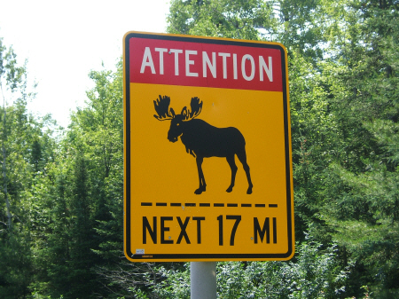 [moose]